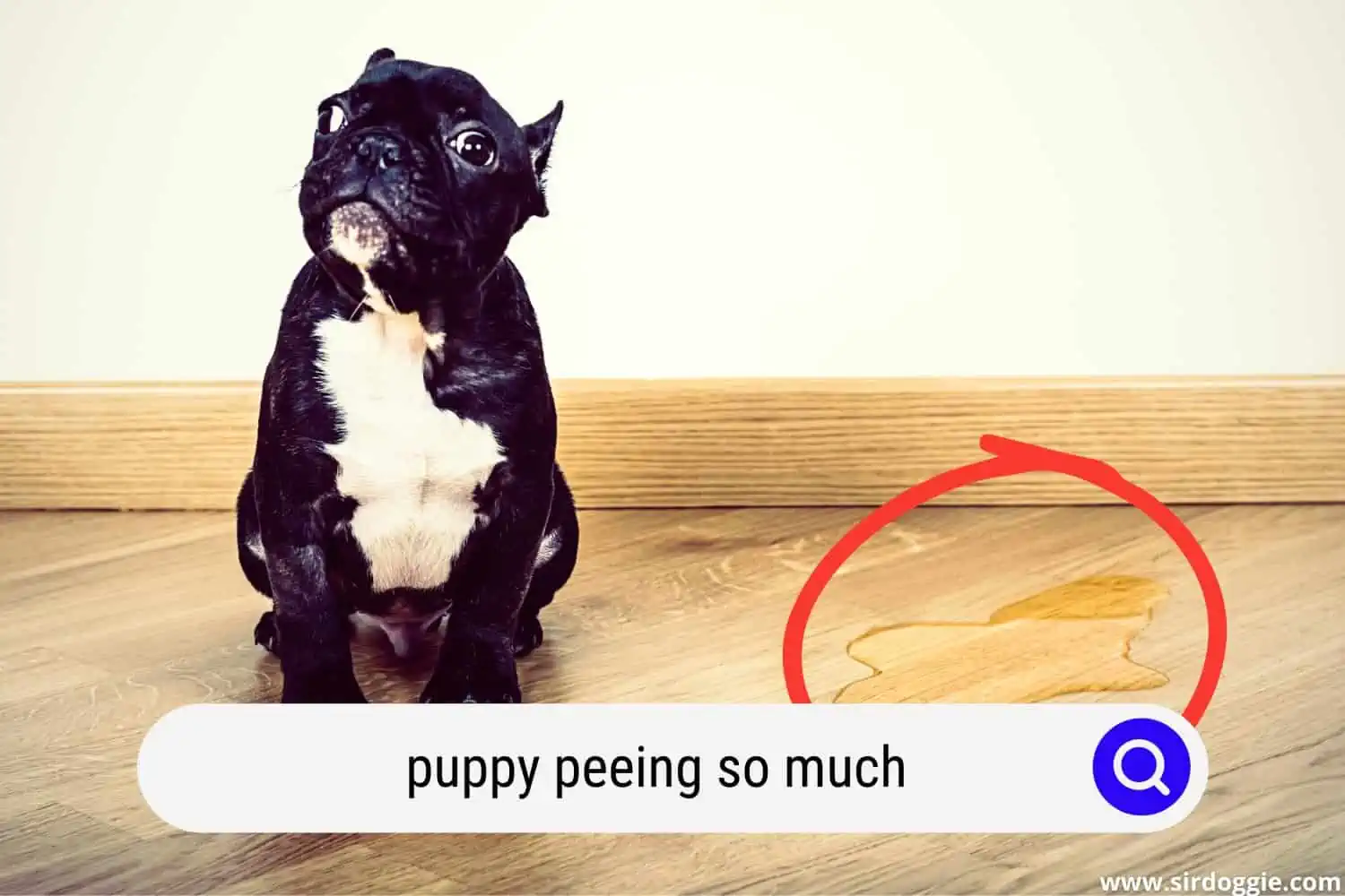 puppy peeing so much