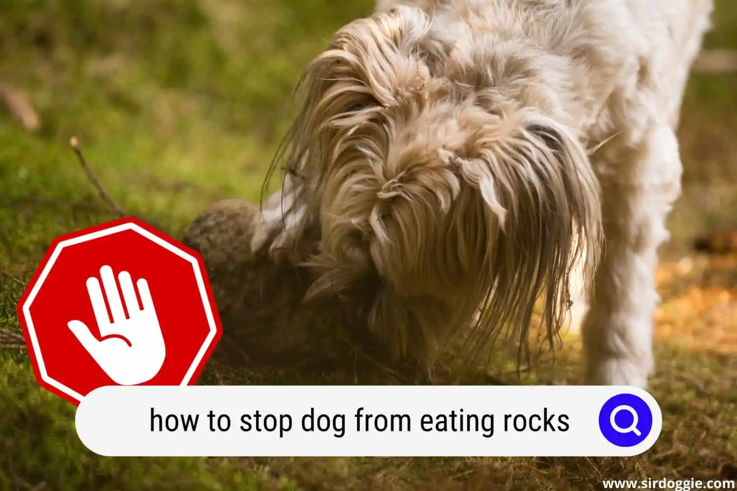 stop dog eating rocks