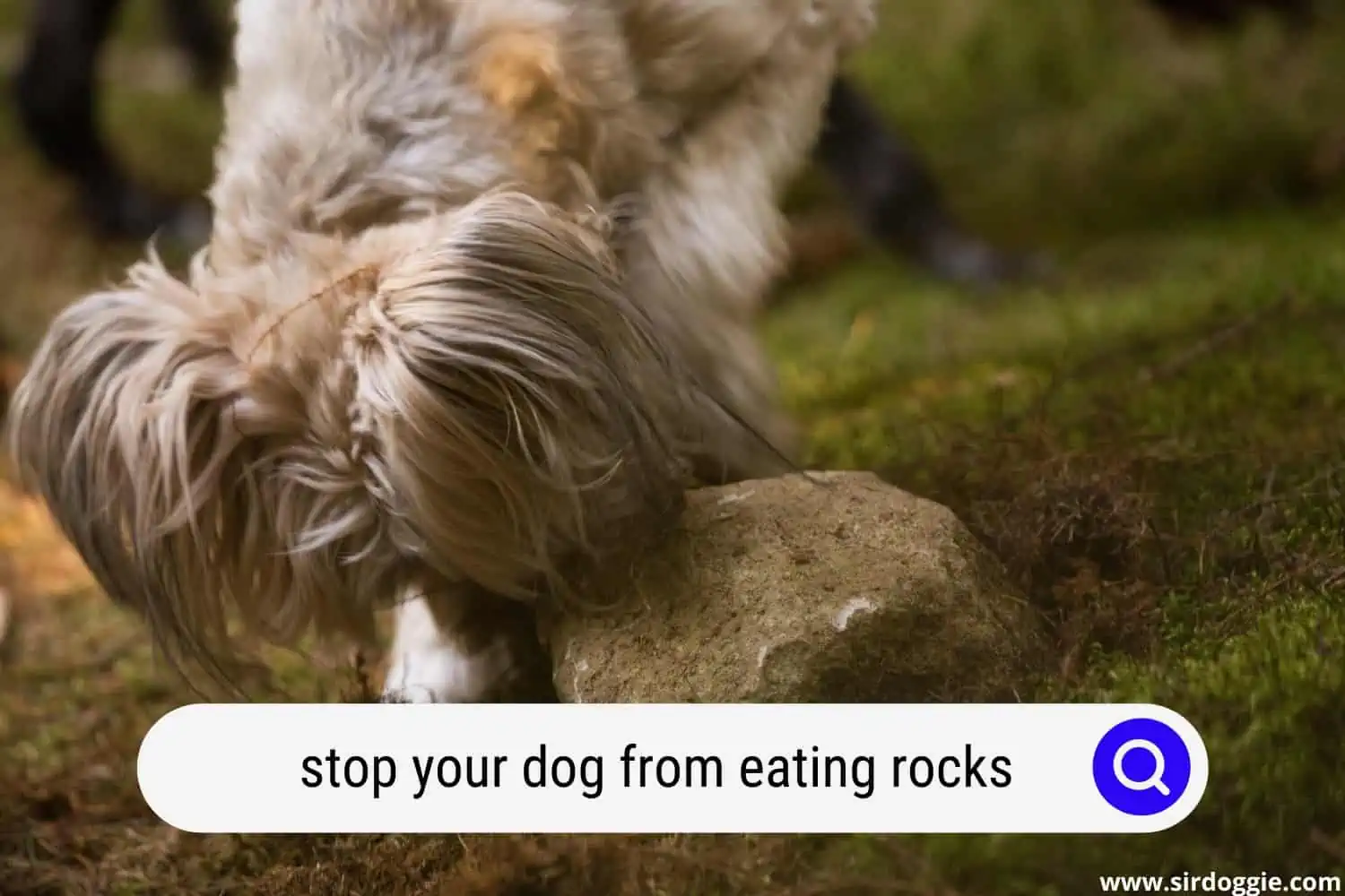 A dog eating rocks