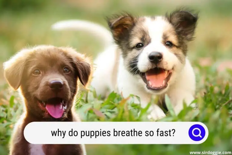 Why Do Puppies Breathe So Fast? [DON’T PANIC!]