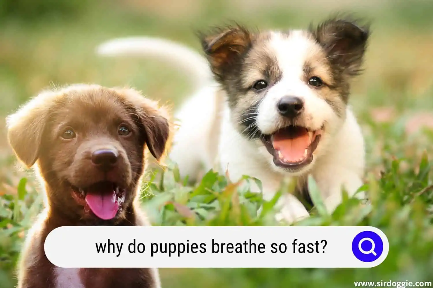 why do puppies breathe so fast