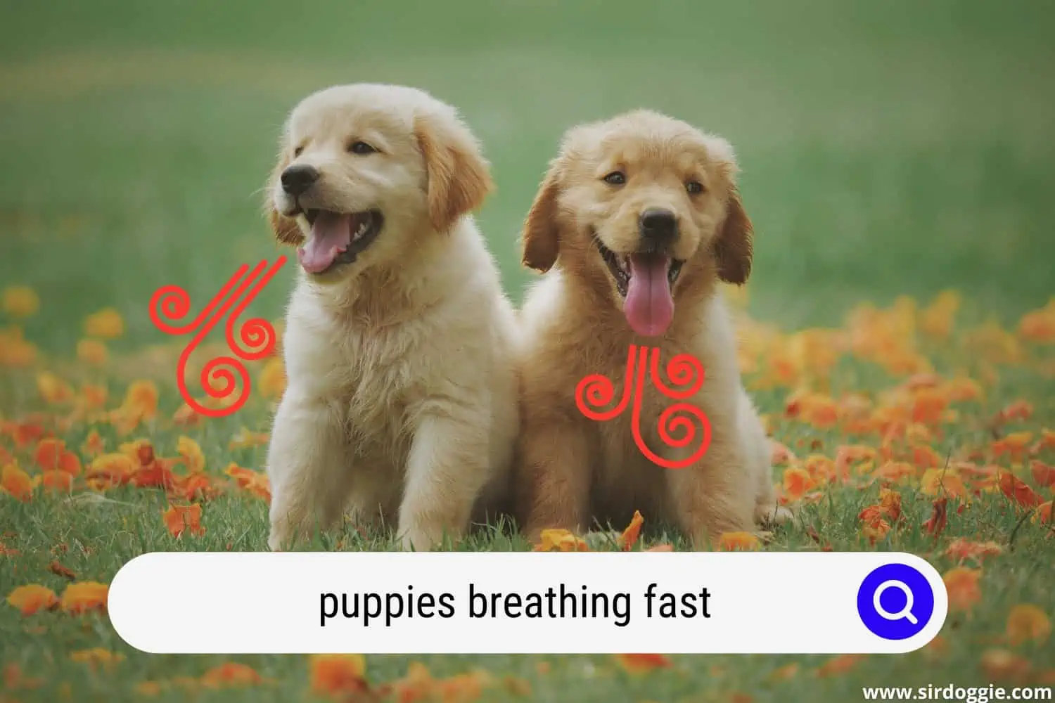 Adorable puppies breathing fast while resting