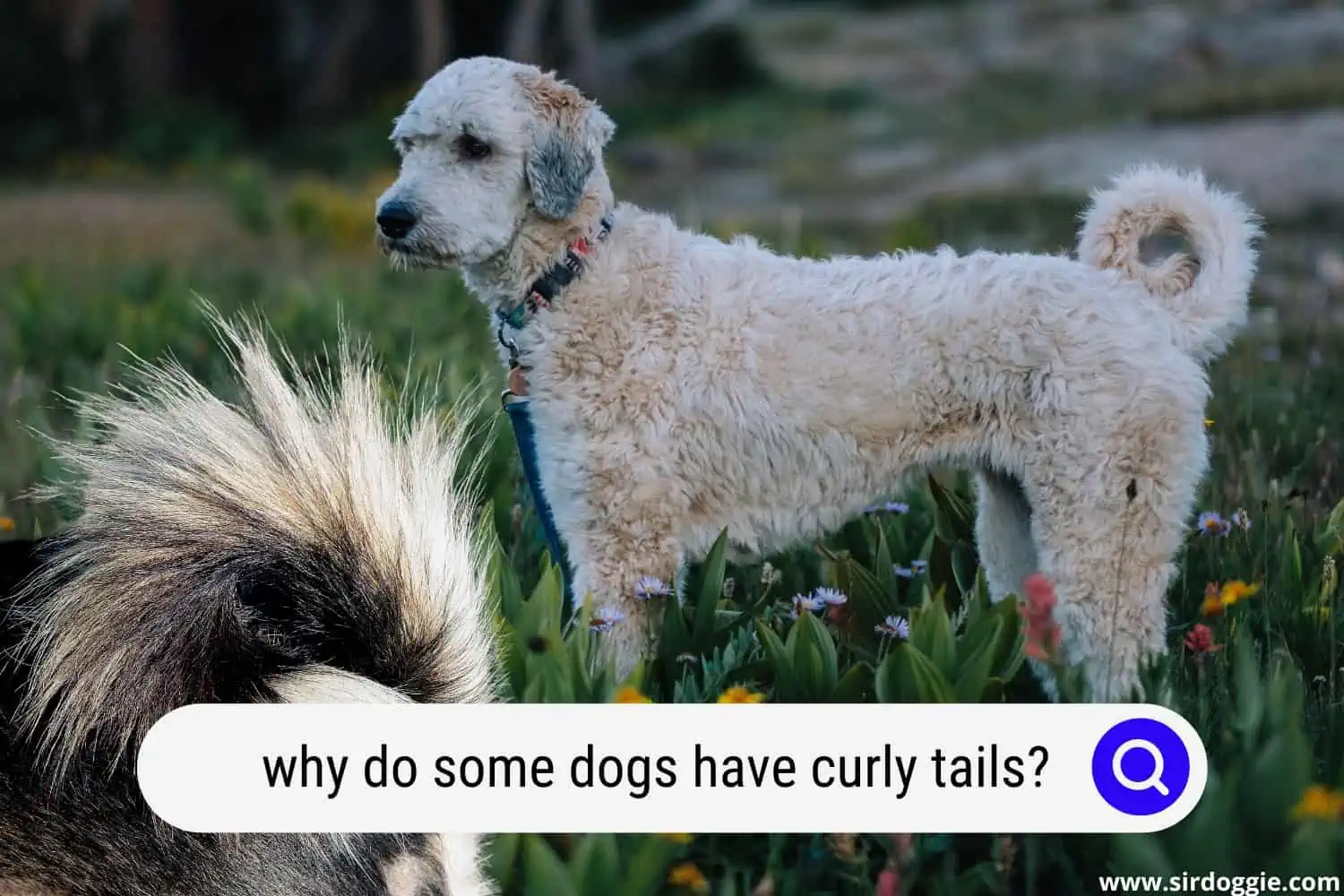 why do some dogs have curly tails