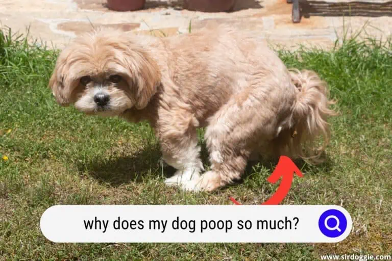 Why Does My Dog Poop So Much? 7 Reasons Explained
