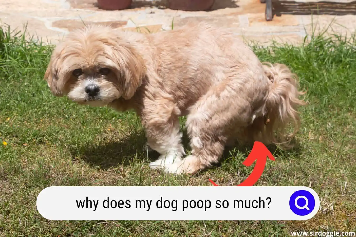 why does my dog poop so much