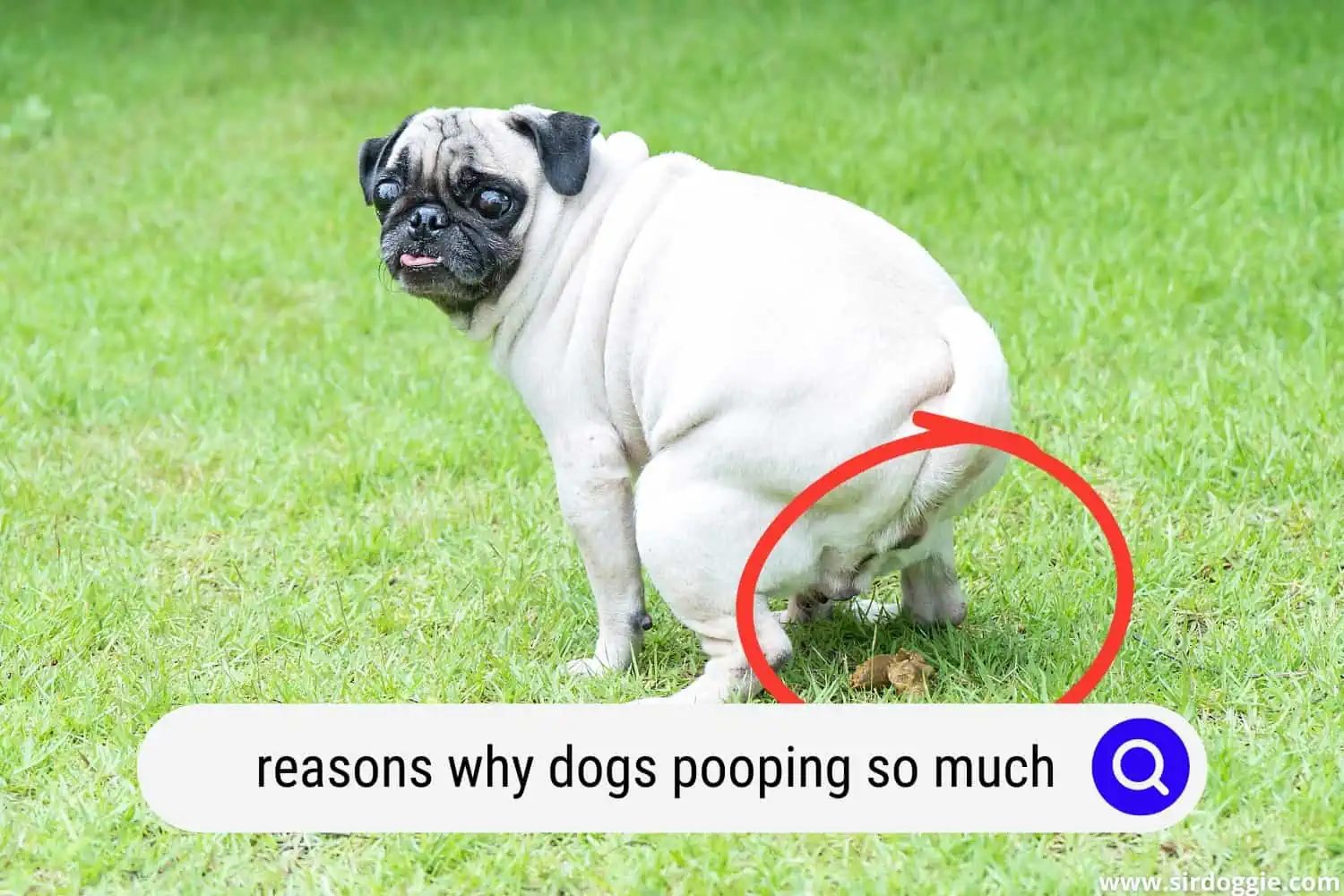 Pug dog pooping in the grass