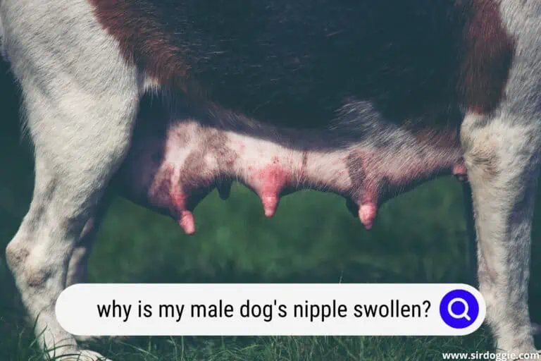Why Is My Male Dogs Nipple Swollen? (How to Handle the Issue)