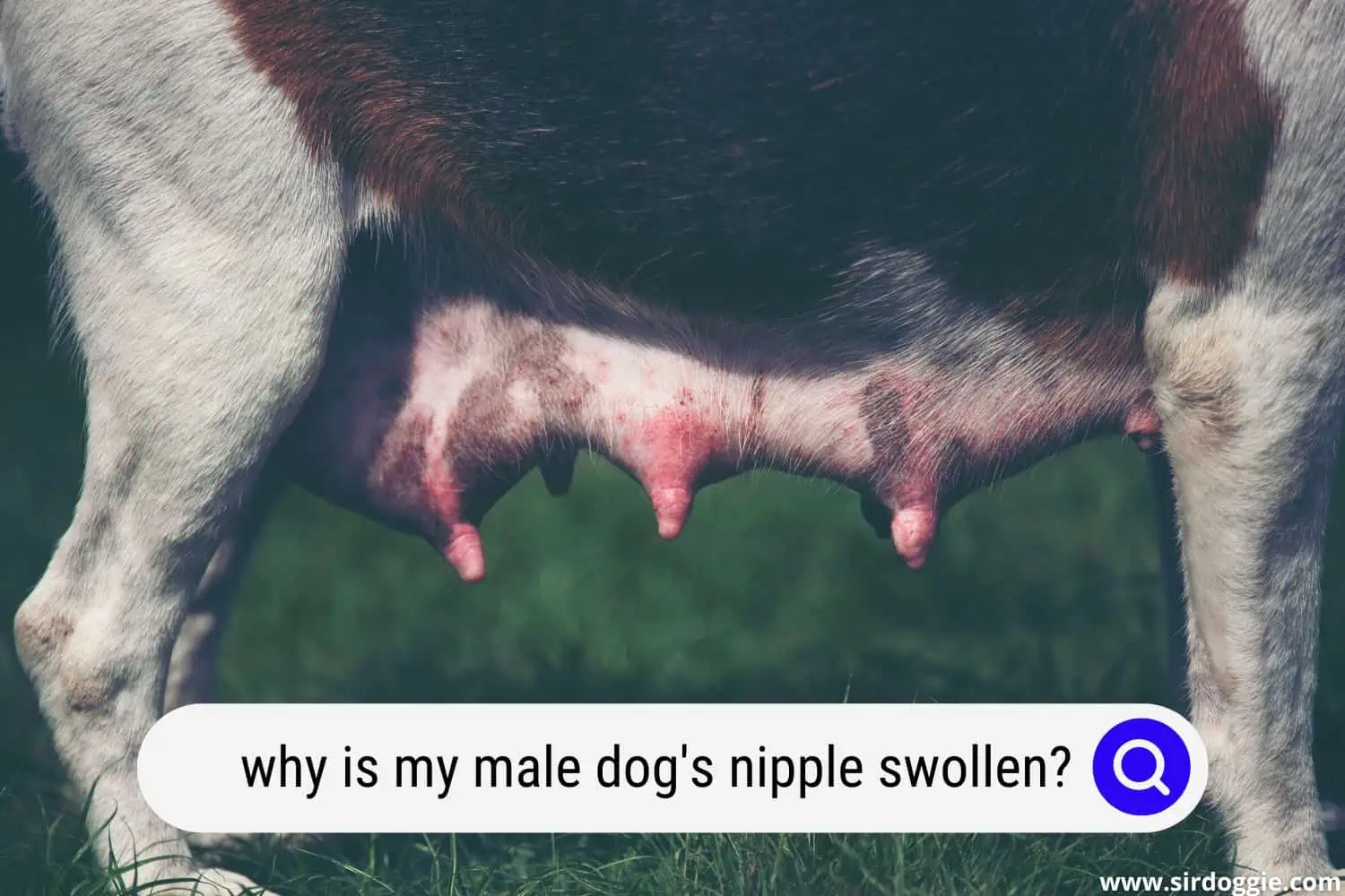 why is my male dogs nipple swollen