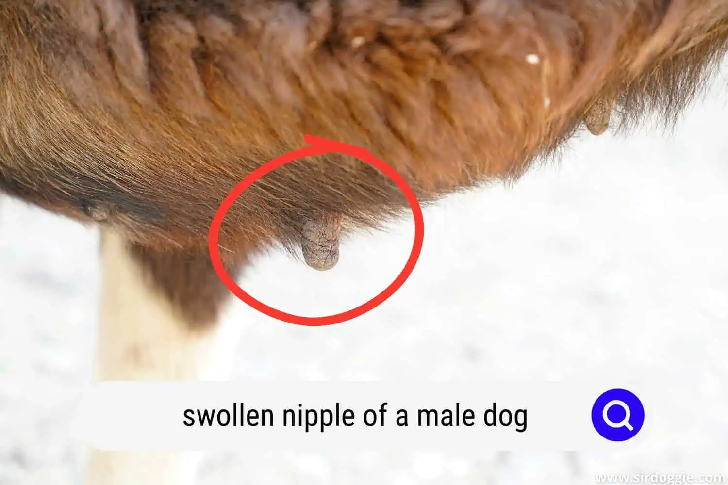 A swollen nipple of a male dog