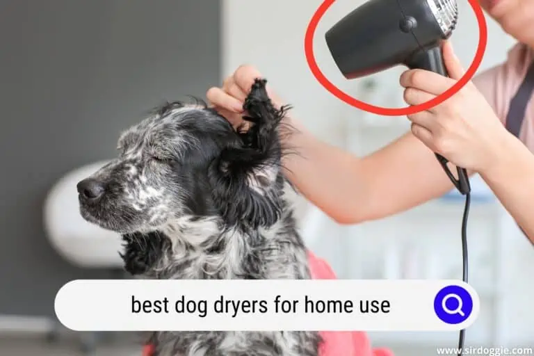 5 Best Dog Dryers for Home Use