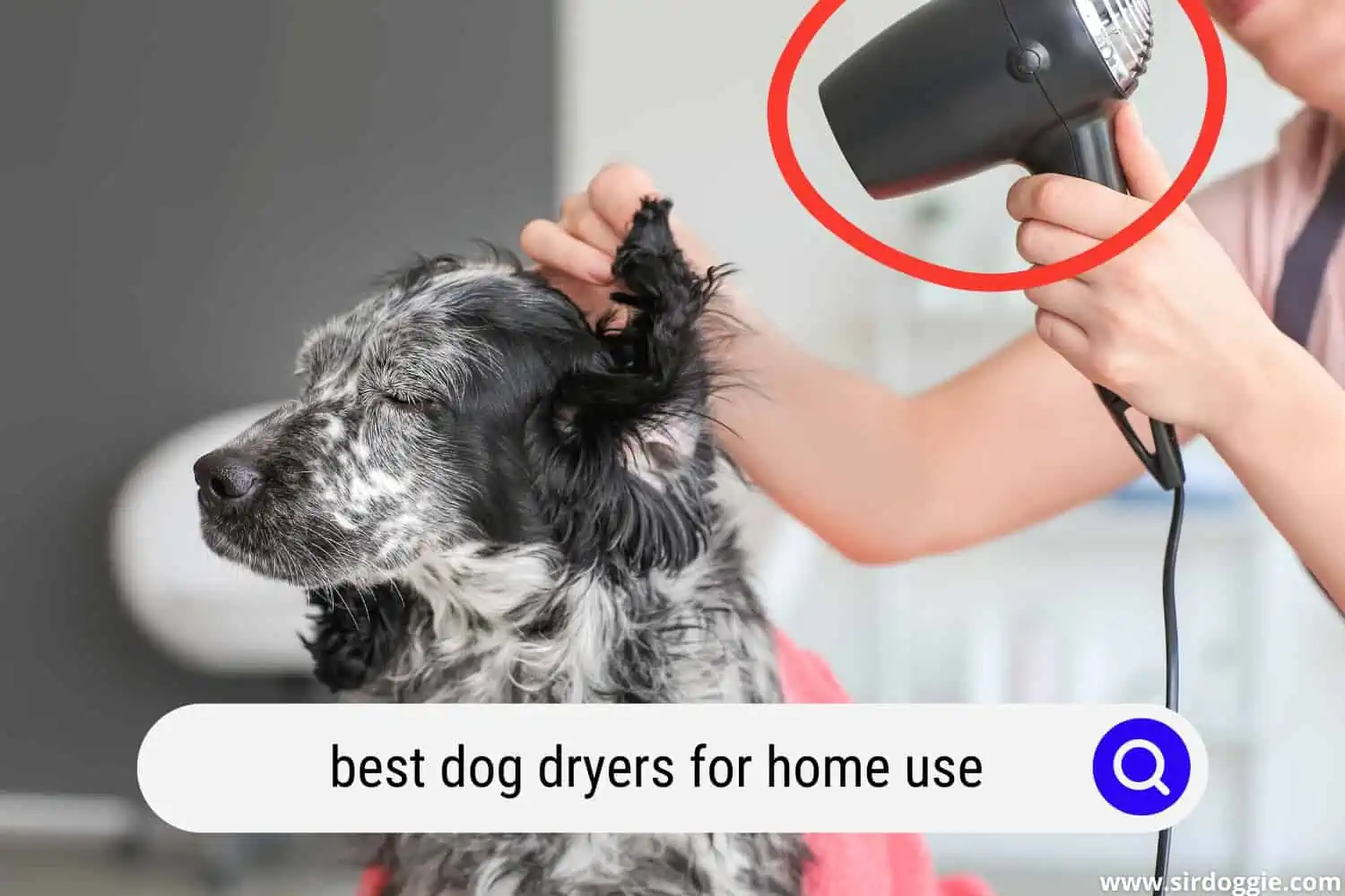 best dog dryers for home use