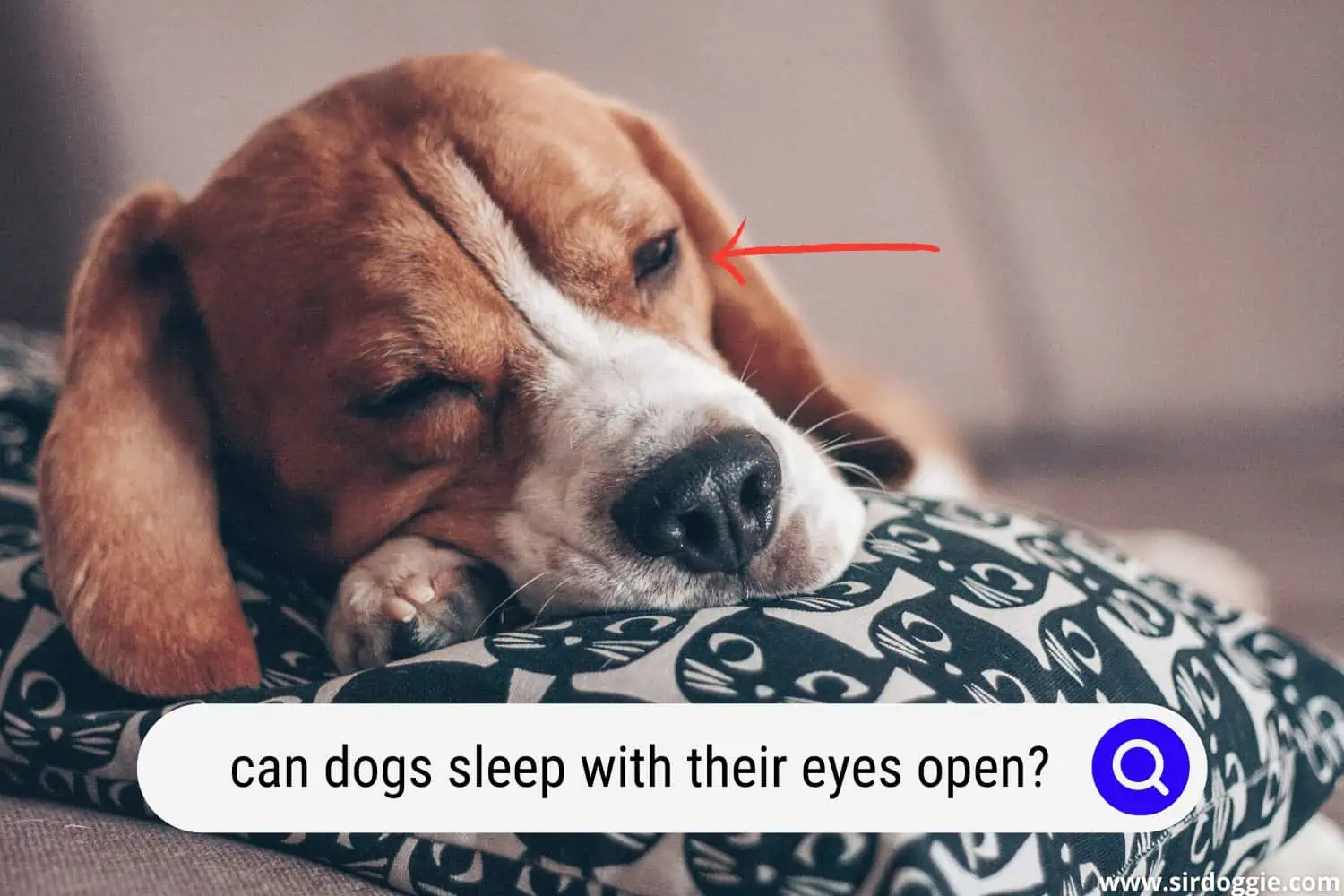 can dogs sleep with their eyes open