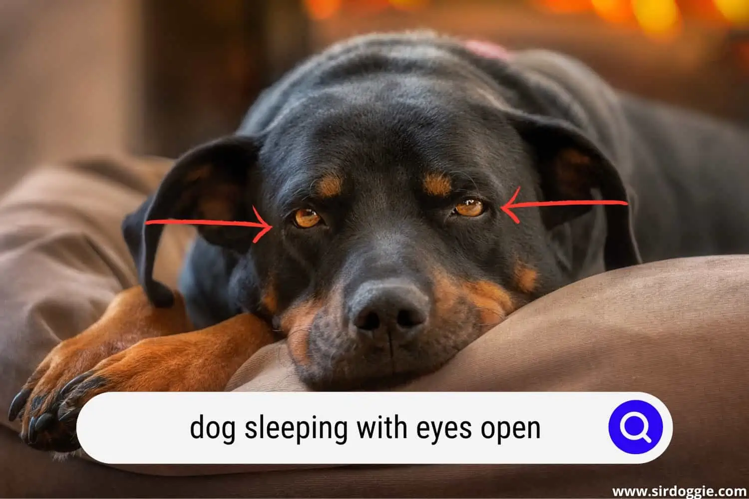 dog sleeping with eyes open