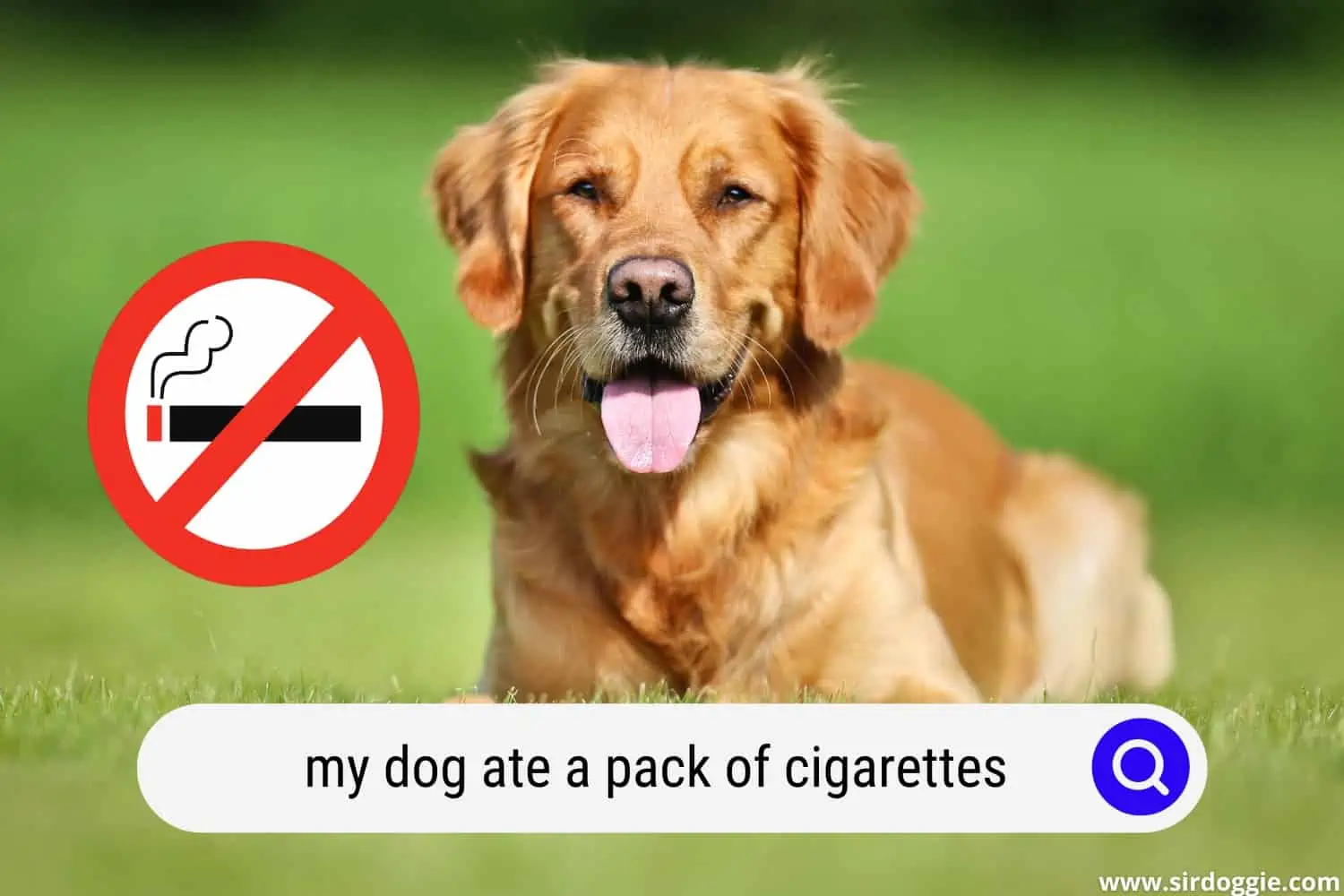 my dog ate a pack of cigarettes