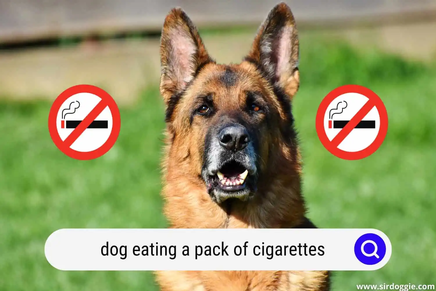 An illustration of dog at the center with no smoking sign on each sides