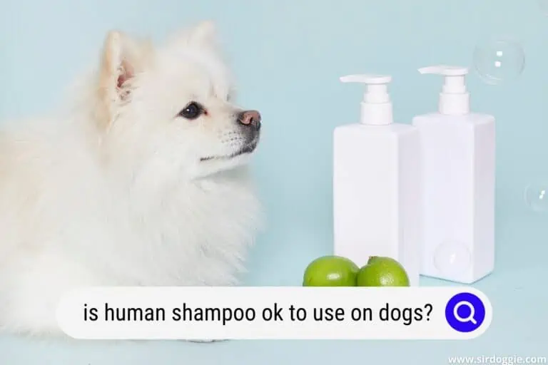 Is Human Shampoo Ok To Use On Dogs?