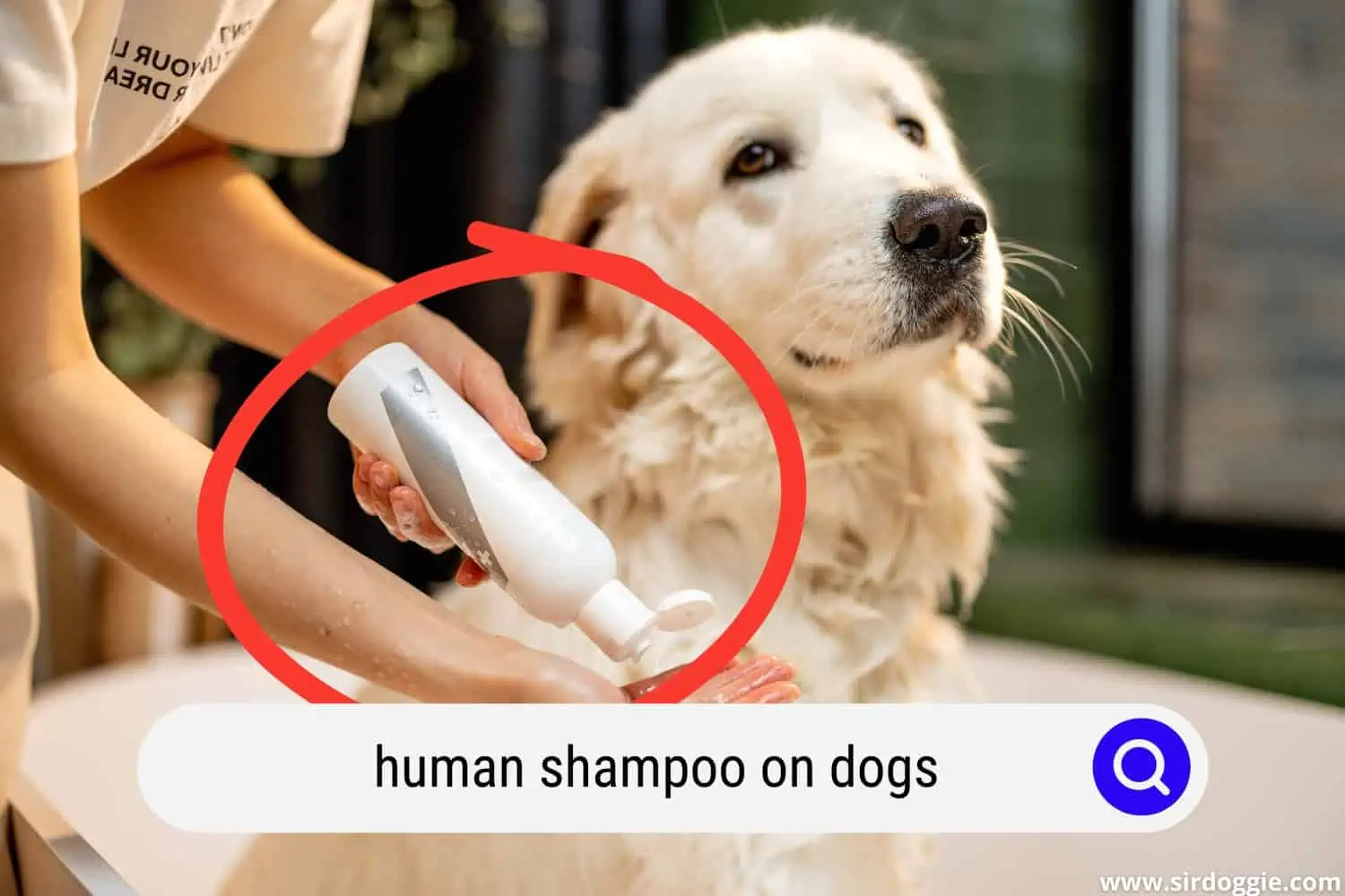 Pet owner holding a shampoo to use on dog for bathing