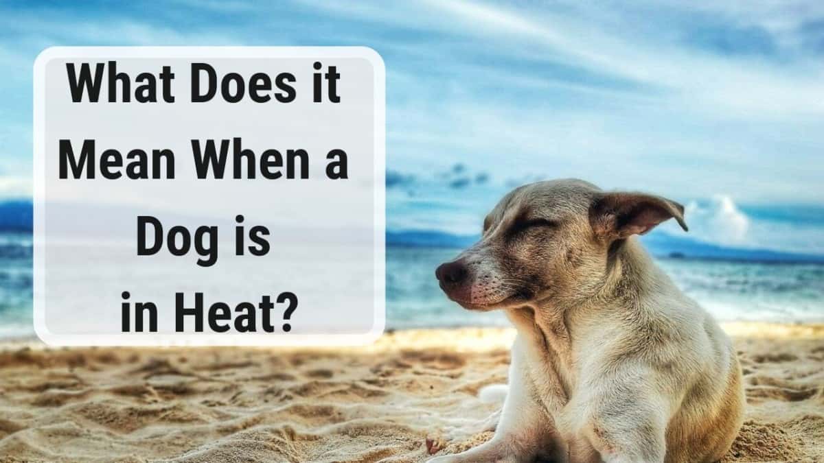 Dog in heat laying on beach relaxing