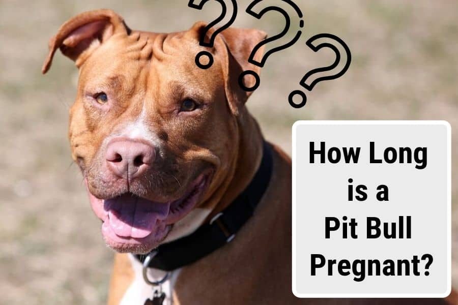 How long is a Pitbull pregnant?