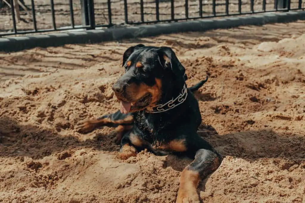 Dog in heat sitting on sand