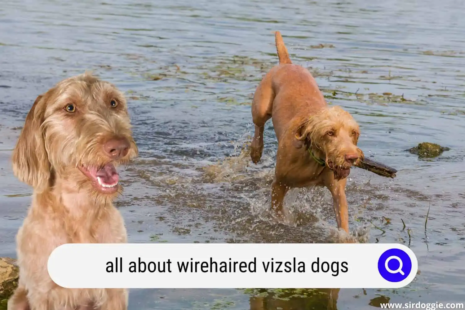 all about wirehaired vizsla dogs