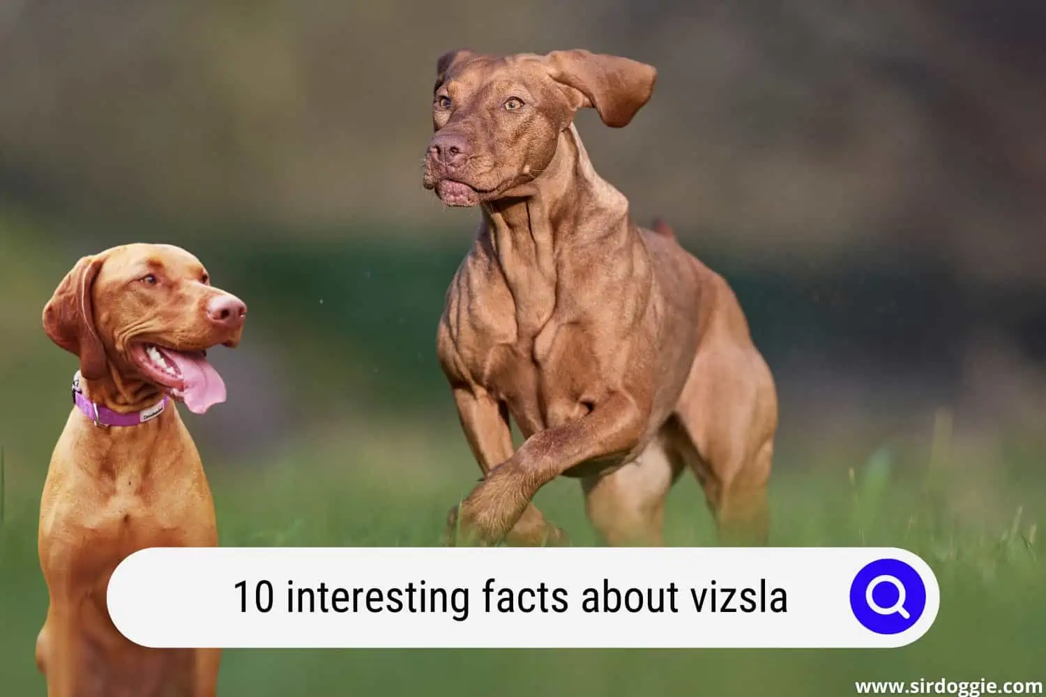 vizsla facts