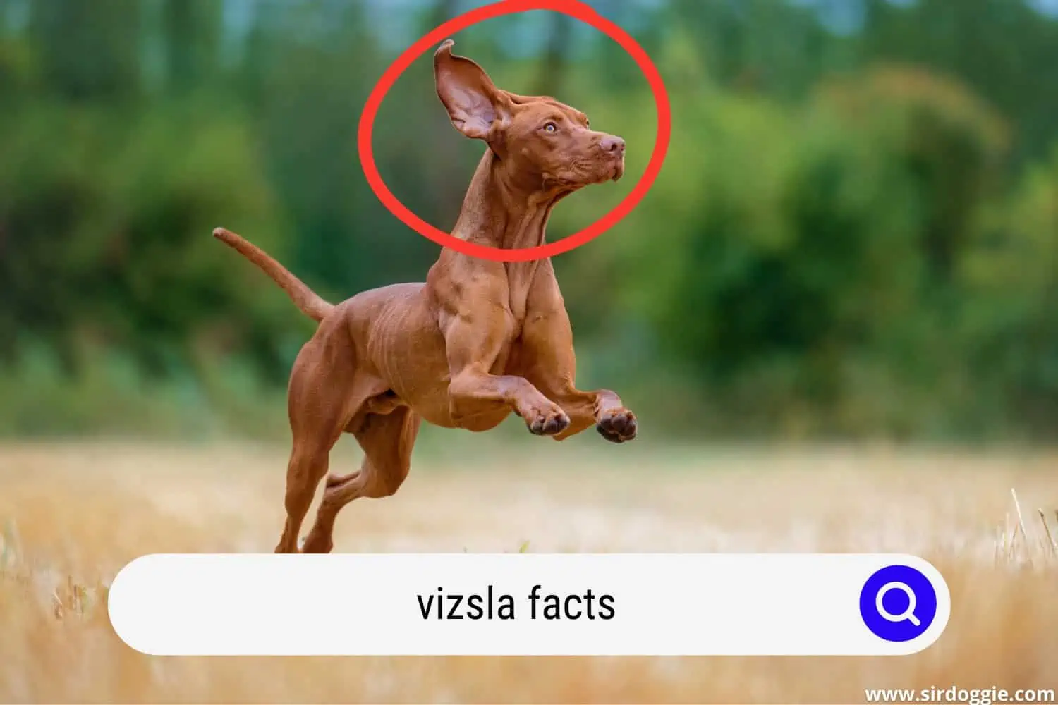 Energetic Vizsla Dog