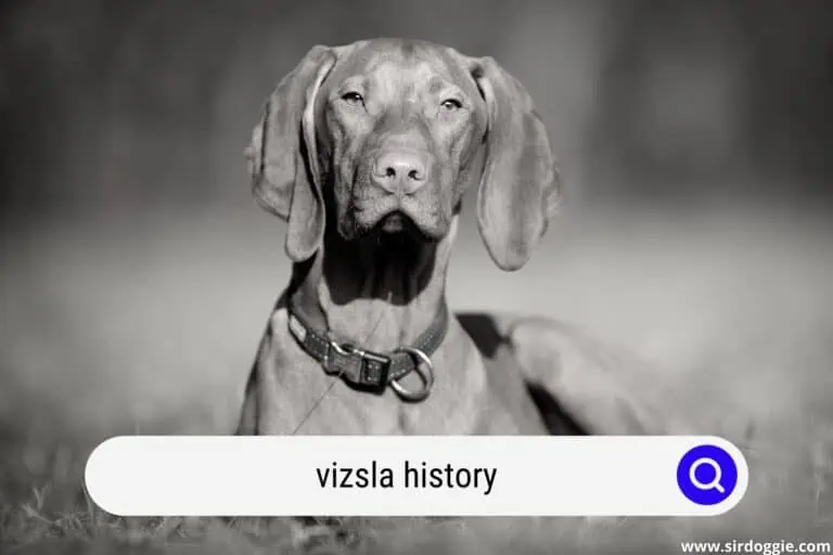 Full History of the Vizsla Breed (3 Important Facts)