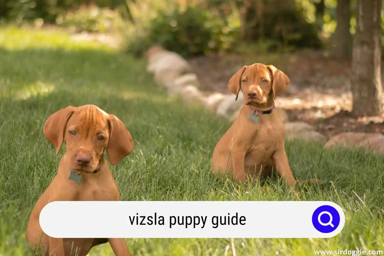 vizsla puppy guide