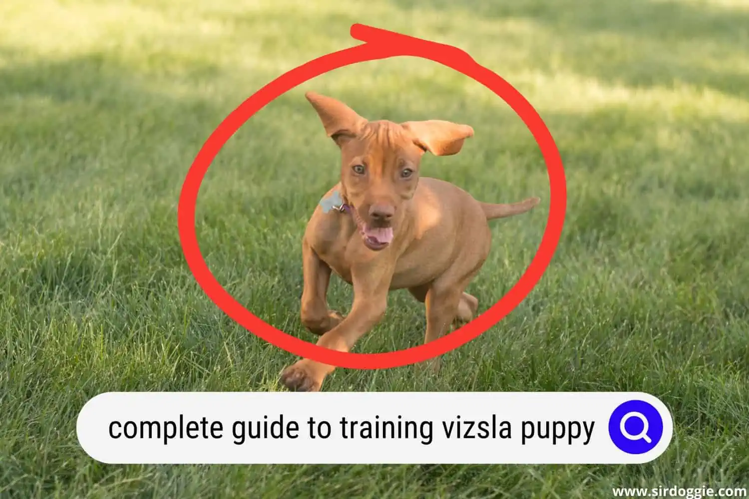 The Complete Guide to Training Your Vizsla Puppy