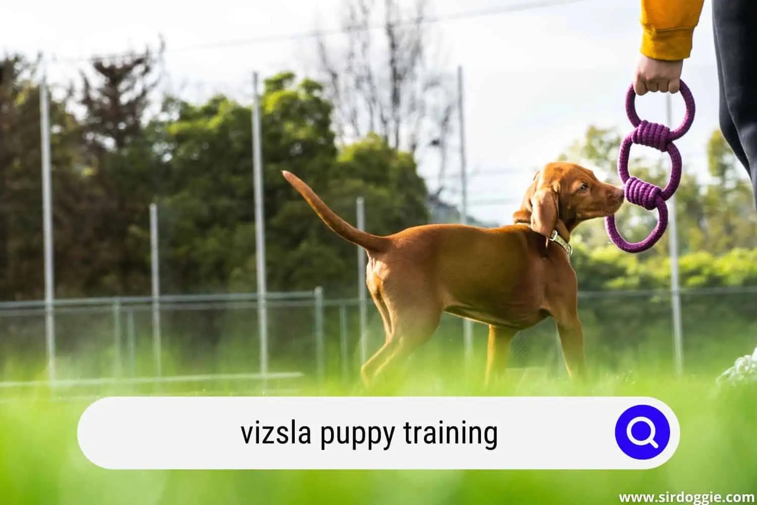 vizsla puppy training