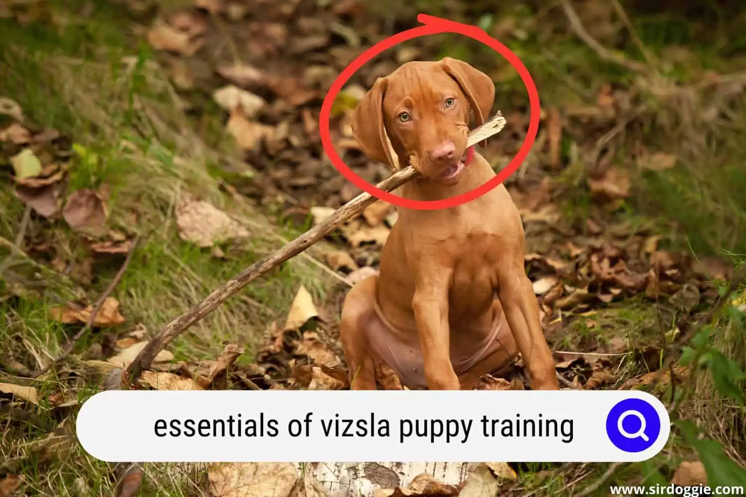 essentials of training vizsla puppy 