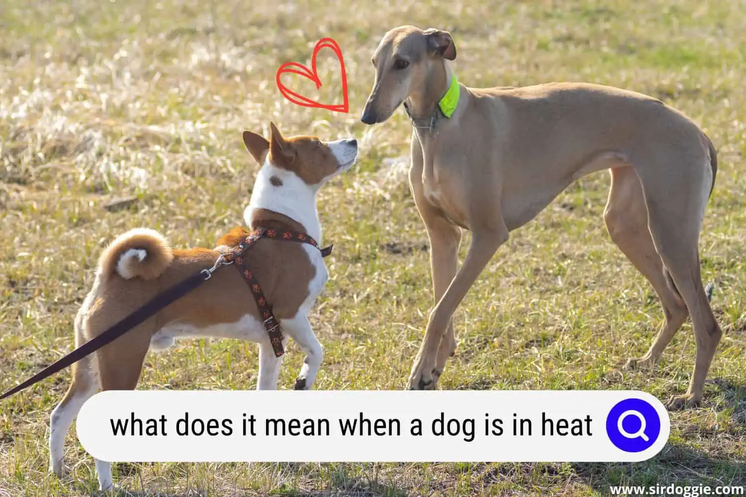 what does it mean when a dog is in heat