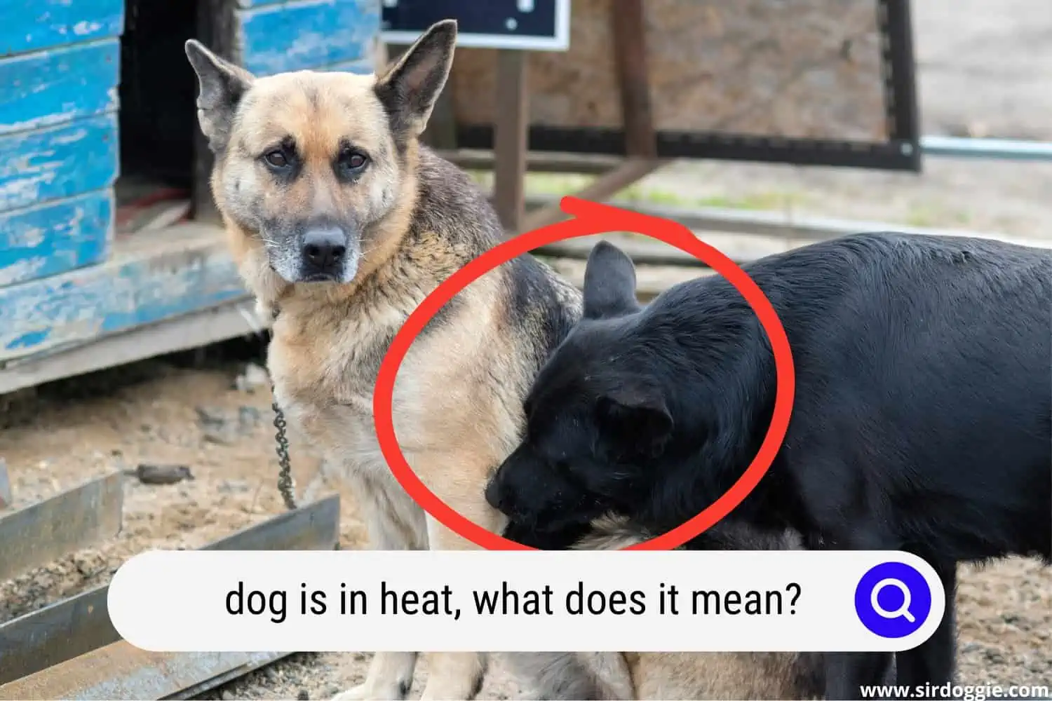 A male dog smelling the female dog in heat