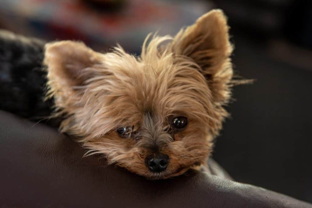Yorkie dog sitting on couch relaxed