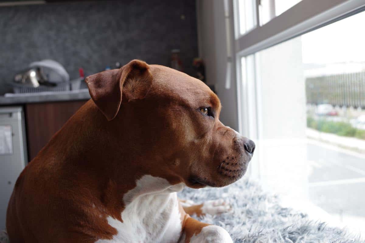 Pitbull looking out the window
