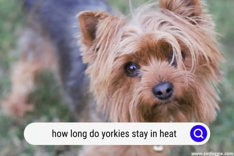 How Long Do Yorkies Stay In Heat? [ANSWERED]