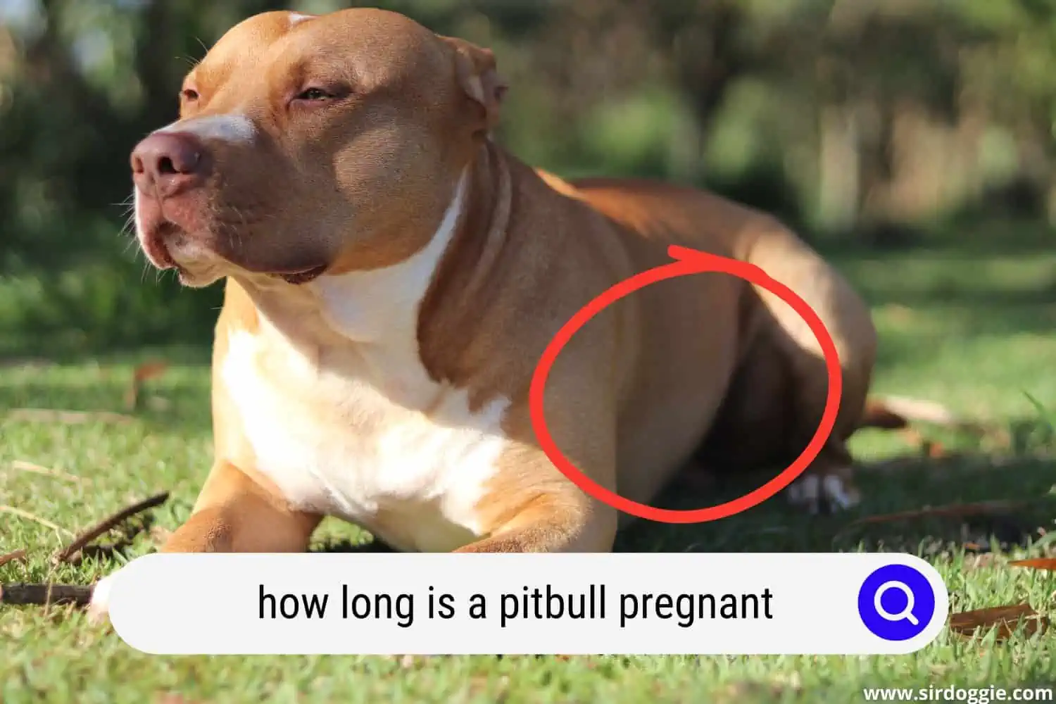 how long is a pitbull pregnant