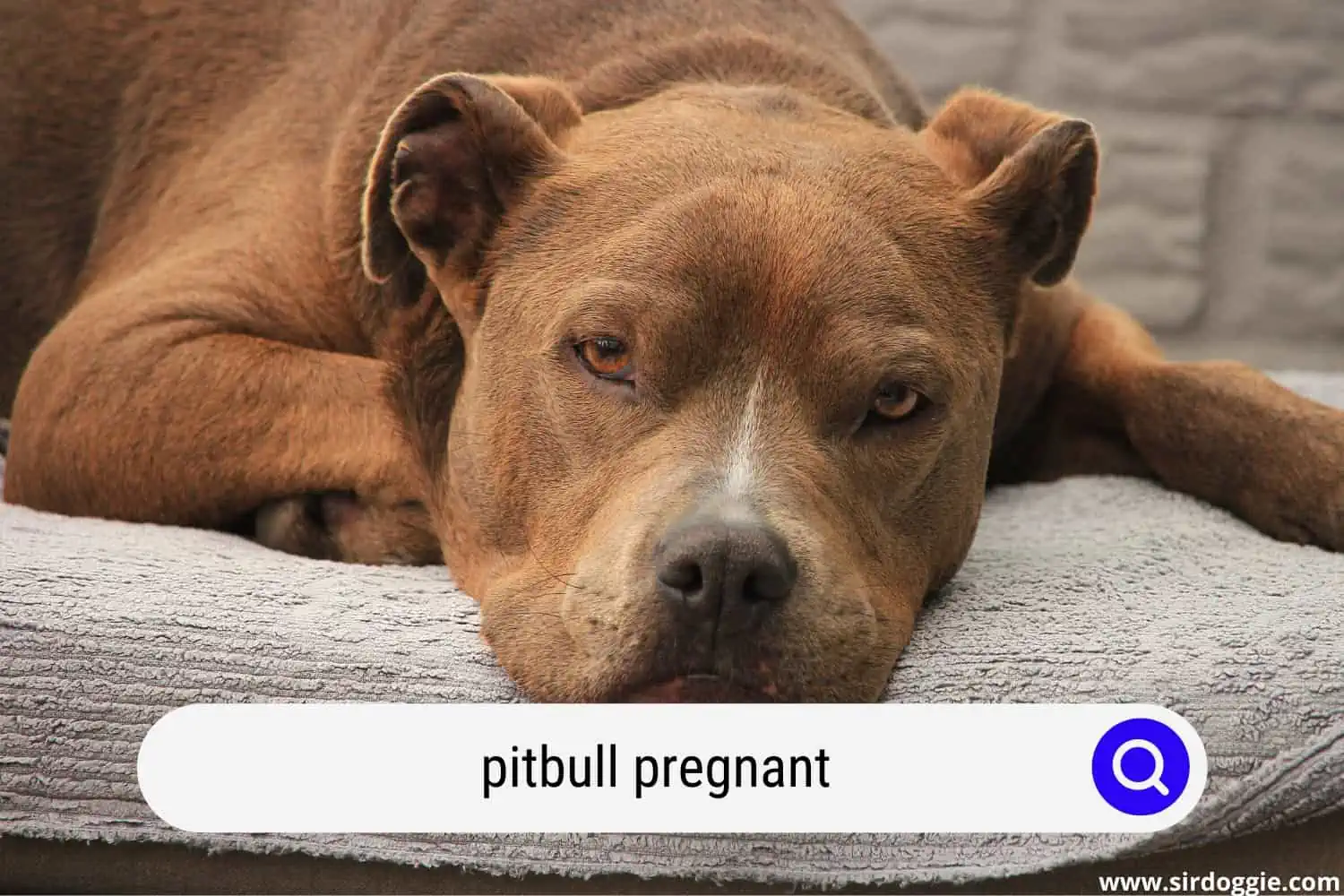 A pregnant Pitbull looking tired, lying in a couch