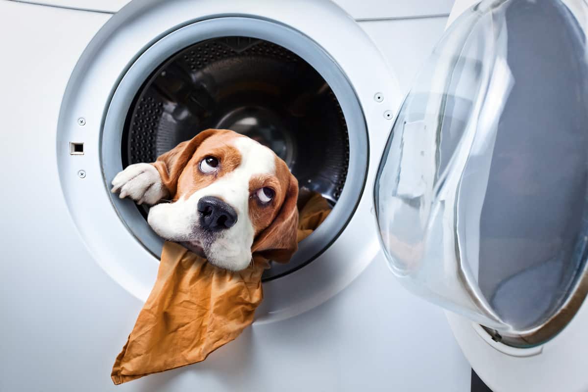 Dog after washing in a washing machine