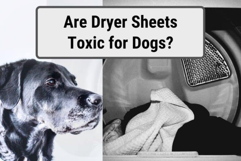 Dogs head next to dryer for featured image