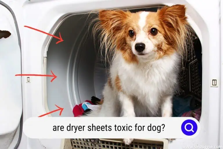 Are Dryer Sheets Toxic for Dogs? [YES, HERE’S WHY]