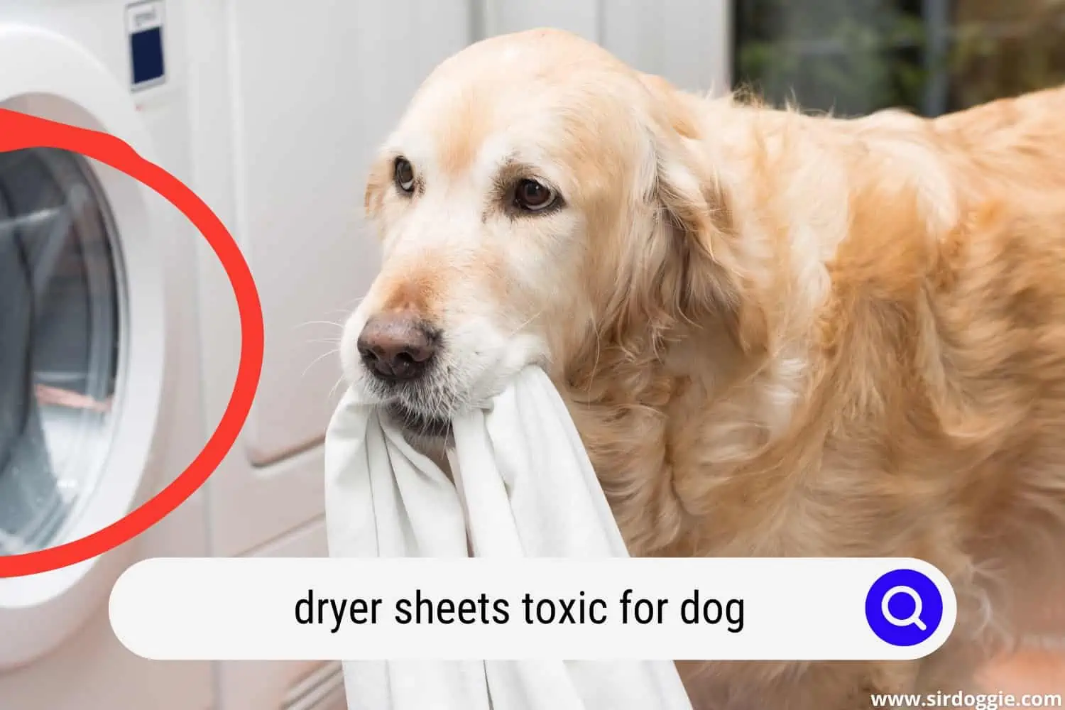 A dog biting a dryer sheet in the washing machine