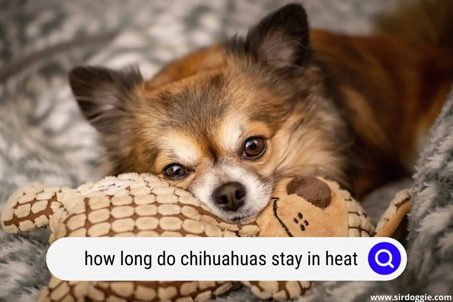 how long chihuahua in heat