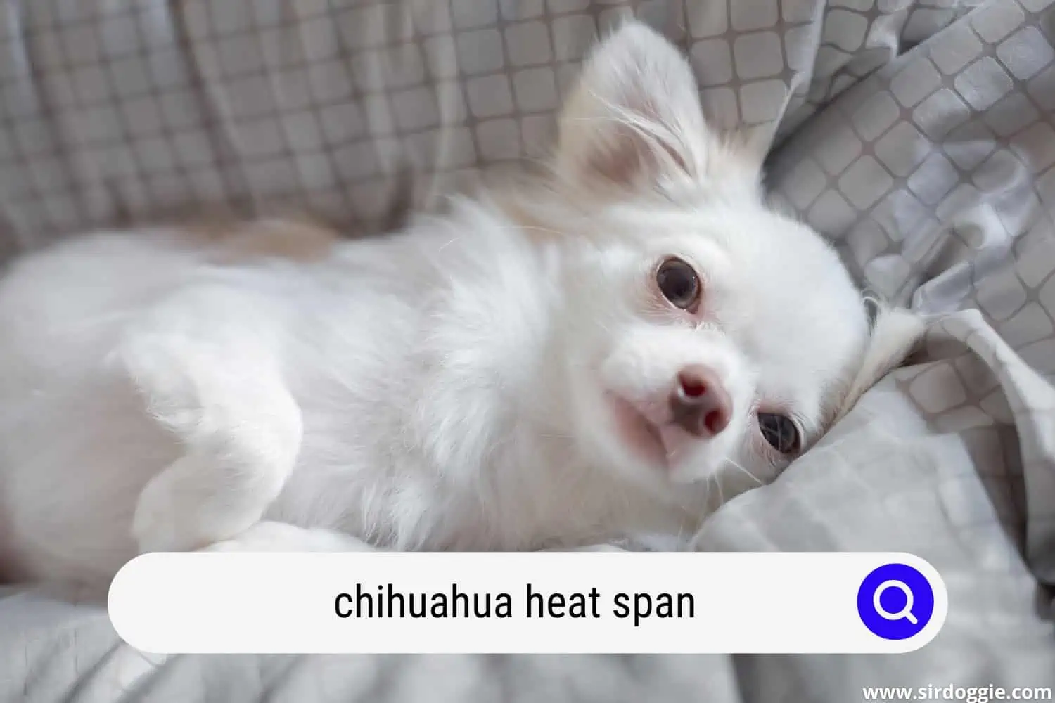 Chihuahua in heat, staying in couch