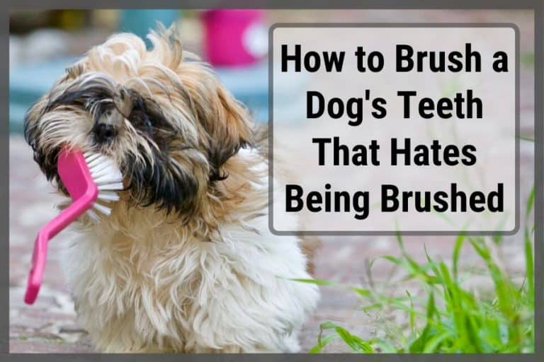 How to Brush a Dog’s Teeth That Hates Being Brushed Sir Doggie