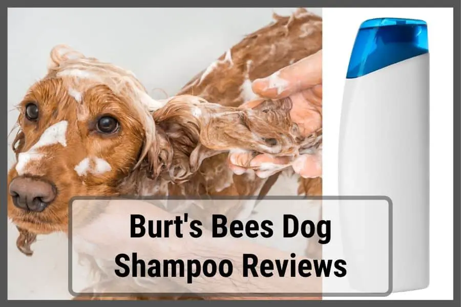 dog being shampooed in bath tub with burts bees