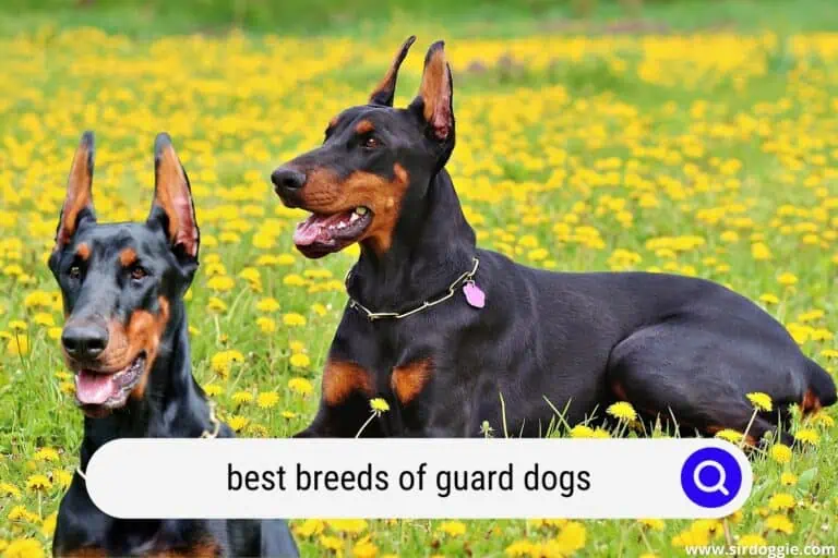 10 Best Breeds of Guard Dogs, Which One Is The Best?