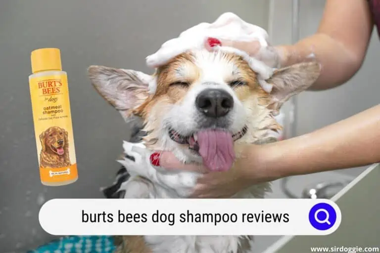 Burts Bees Dog Shampoo Reviews | Buyer’s Guide