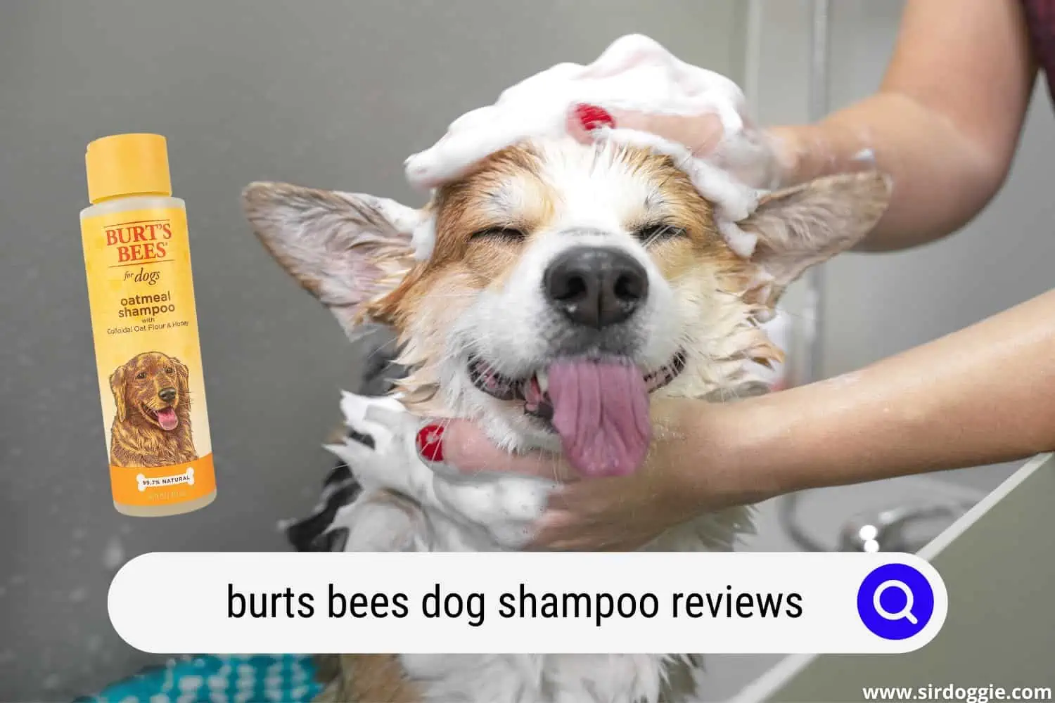 burts bees dog shampoo reviews